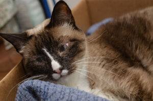 2025-02-–-Eternal-Life-Cremation-Services-–-BLOGQR3.1-Know-When-Your-Pet-is-Nearing-the-End-of-Life.