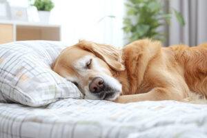 2025-05-–-Eternal-Life-Cremation-Services-–-BLOGQR3.2-Creating-a-Comfortable-and-Peaceful-Environment-for-Your-Aging-Pet