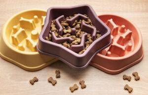 2025-08-–-Eternal-Life-Cremation-Services-–-BLOGQR3.3-Mental-Stimulation-for-Senior-Pets